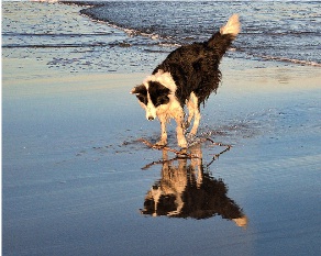 Foto de un perro en la playa